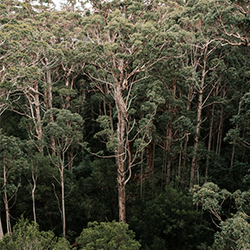 Rimba Raya Biodiversity Reserve