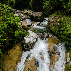 Rimba Raya Biodiversity Reserve