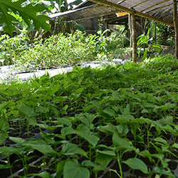 Rimba Raya Biodiversity Reserve