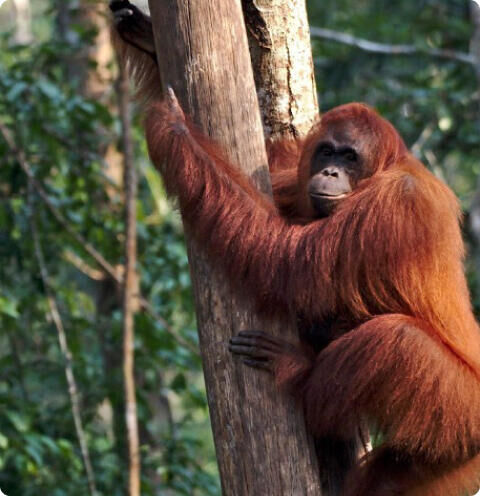 Rimba Raya Biodiversity Reserve